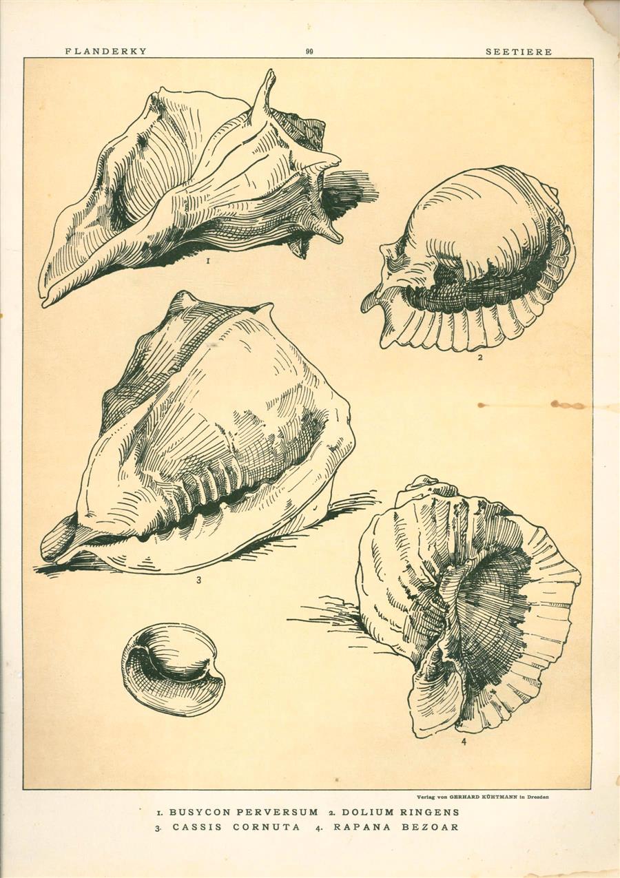 Paul Flanderky 1872-1937. - (DECORATIEVE PRENT,  LITHO - DECORATIVE PRINT, LITHOGRAPH -) # 99 - sea shells: Busycon Perversum + Dolium Ringens + Cassis Cornuta + Rapana Benzoar ---  Seetiere -- Naturstudien für Kunst u. Kunstgewerbe