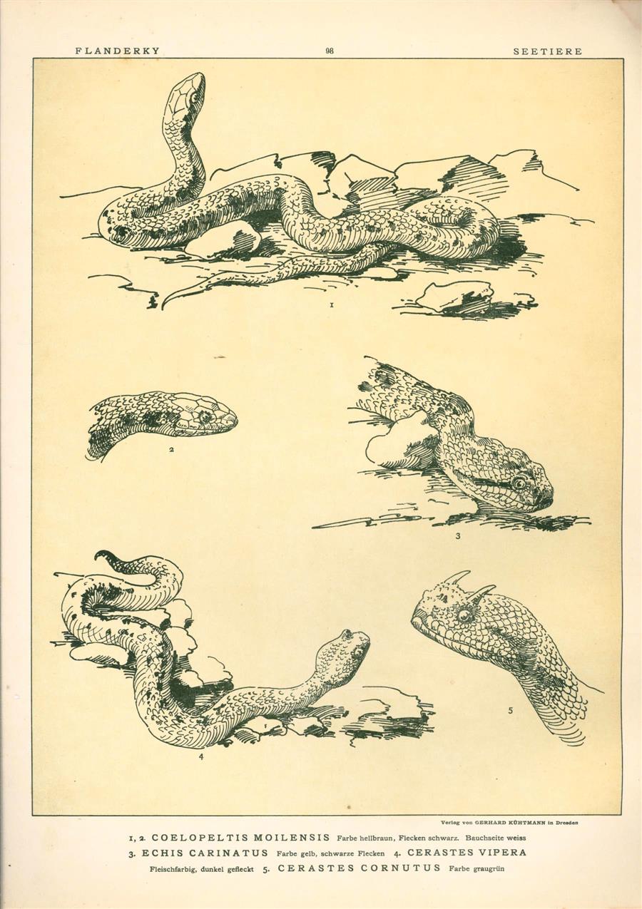 Paul Flanderky 1872-1937. - (DECORATIEVE PRENT,  LITHO - DECORATIVE PRINT, LITHOGRAPH -) # 98- Snakes: Coelopeltis Moilensis - Echis Carinatus - Cerastes Vipera - Cerastes Cornutus ----  Seetiere -- Naturstudien für Kunst u. Kunstgewerbe