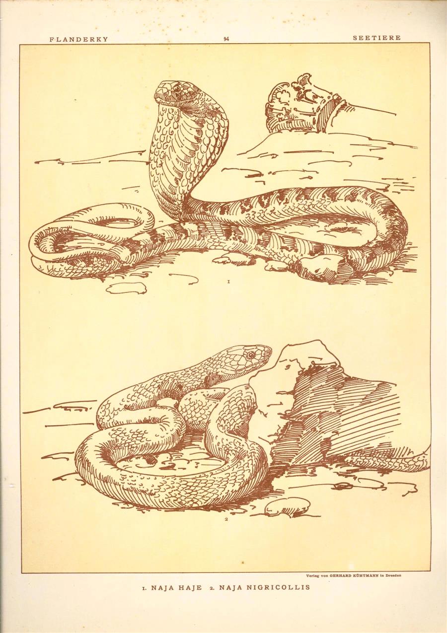 Paul Flanderky 1872-1937. - (DECORATIEVE PRENT,  LITHO - DECORATIVE PRINT, LITHOGRAPH -) # 94- Snakes: Naja Haje - Naja Nigricollis ( cobra ) ----  Seetiere -- Naturstudien für Kunst u. Kunstgewerbe