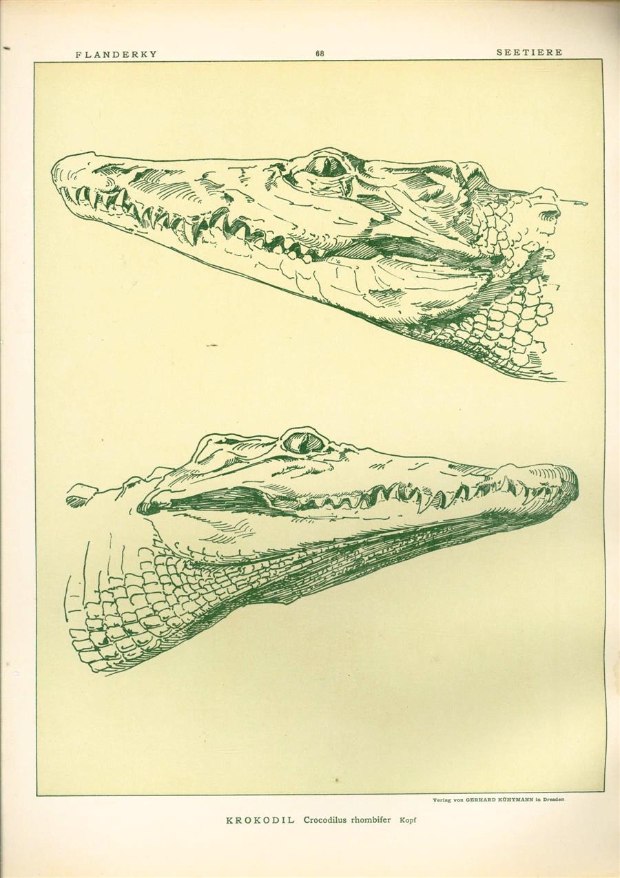 Paul Flanderky 1872-1937. - (DECORATIEVE PRENT,  LITHO - DECORATIVE PRINT, LITHOGRAPH -) # 68 - Crocodile  - Crocodilus Rhumbifer-- Naturstudien für Kunst u. Kunstgewerbe