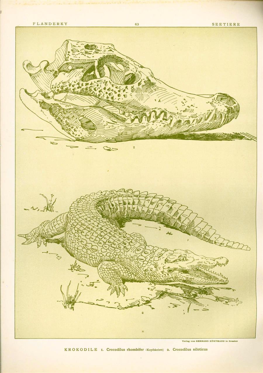 Paul Flanderky 1872-1937. - (DECORATIEVE PRENT,  LITHO - DECORATIVE PRINT, LITHOGRAPH -) # 63- Crocodile: Crocodilus Rhombifer - Crocodilus Niloticus ----  Seetiere -- Naturstudien für Kunst u. Kunstgewerbe