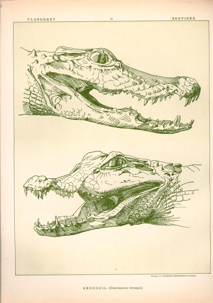 Paul Flanderky 1872-1937. - (DECORATIEVE PRENT,  LITHO - DECORATIVE PRINT, LITHOGRAPH -) # 13- Crocodile: Osteolaemus Tetraspis----  Seetiere -- Naturstudien für Kunst u. Kunstgewerbe