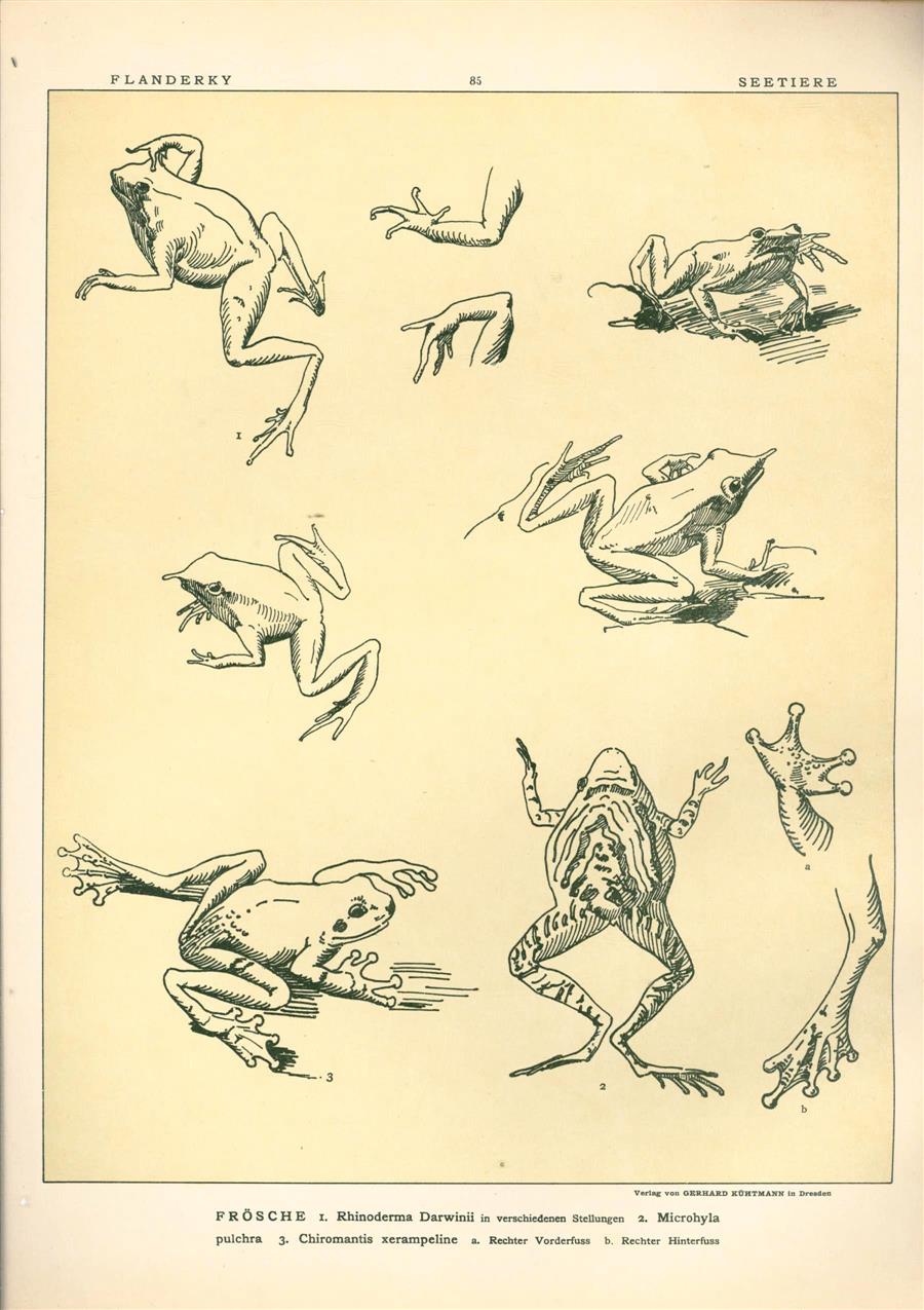 Paul Flanderky 1872-1937. - (DECORATIEVE PRENT,  LITHO - DECORATIVE PRINT, LITHOGRAPH -) # 85-  Frogs nr 1 ----  Seetiere -- Naturstudien für Kunst u. Kunstgewerbe