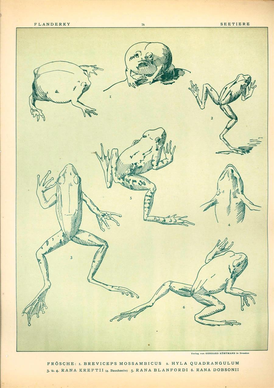 Paul Flanderky 1872-1937. - (DECORATIEVE PRENT,  LITHO - DECORATIVE PRINT, LITHOGRAPH -) # 14- Frogs no 3  ----  Seetiere -- Naturstudien für Kunst u. Kunstgewerbe