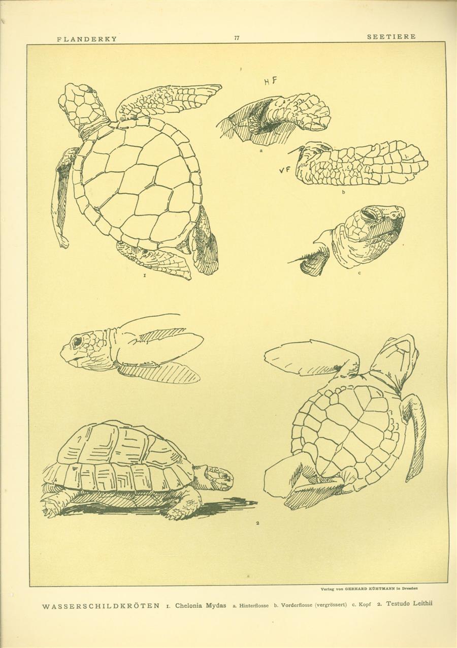 Paul Flanderky 1872-1937. - (DECORATIEVE PRENT,  LITHO - DECORATIVE PRINT, LITHOGRAPH -) # 77 - water turtle - Chelonia Mydas - Testudo Leithii ---  Seetiere -- Naturstudien für Kunst u. Kunstgewerbe