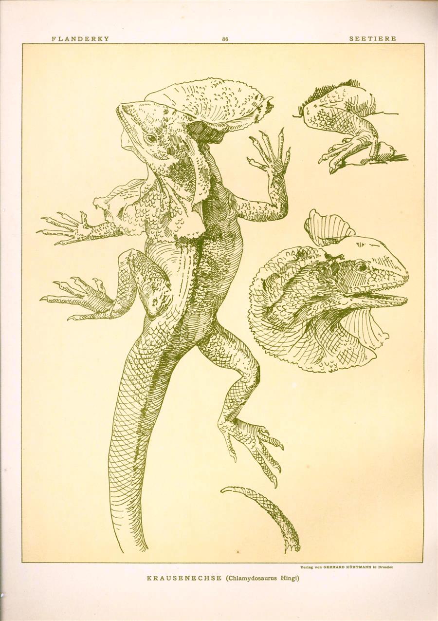Paul Flanderky 1872-1937. - (DECORATIEVE PRENT,  LITHO - DECORATIVE PRINT, LITHOGRAPH -) # 86- Lizard - frilled lizard - Chlamydosaurus Hingi  ---  Seetiere -- Naturstudien für Kunst u. Kunstgewerbe