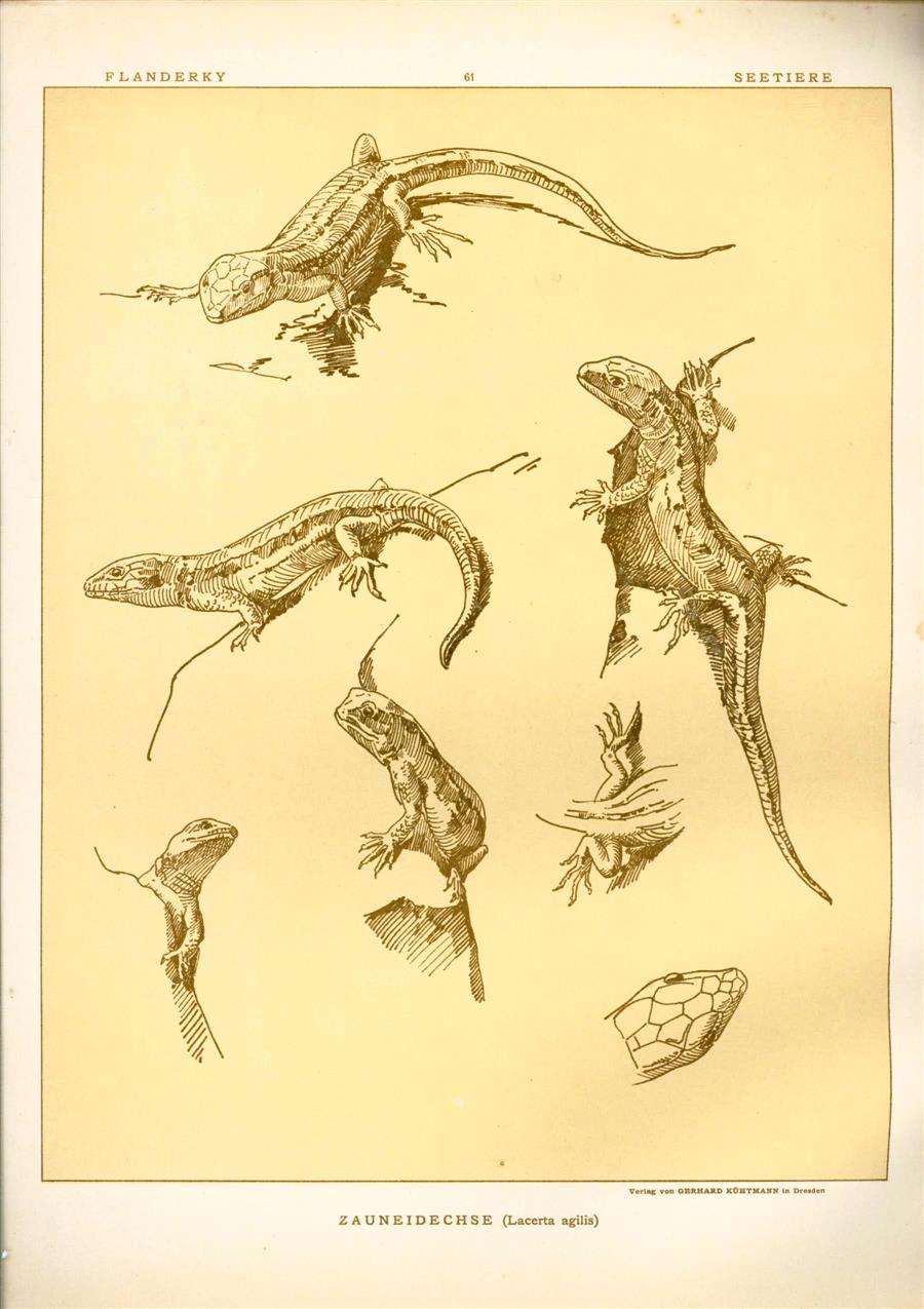 Paul Flanderky 1872-1937. - (DECORATIEVE PRENT,  LITHO - DECORATIVE PRINT, LITHOGRAPH -) # 61 - Lizard  - sand lizard  - Lacerta Agilis ---  Seetiere -- Naturstudien für Kunst u. Kunstgewerbe