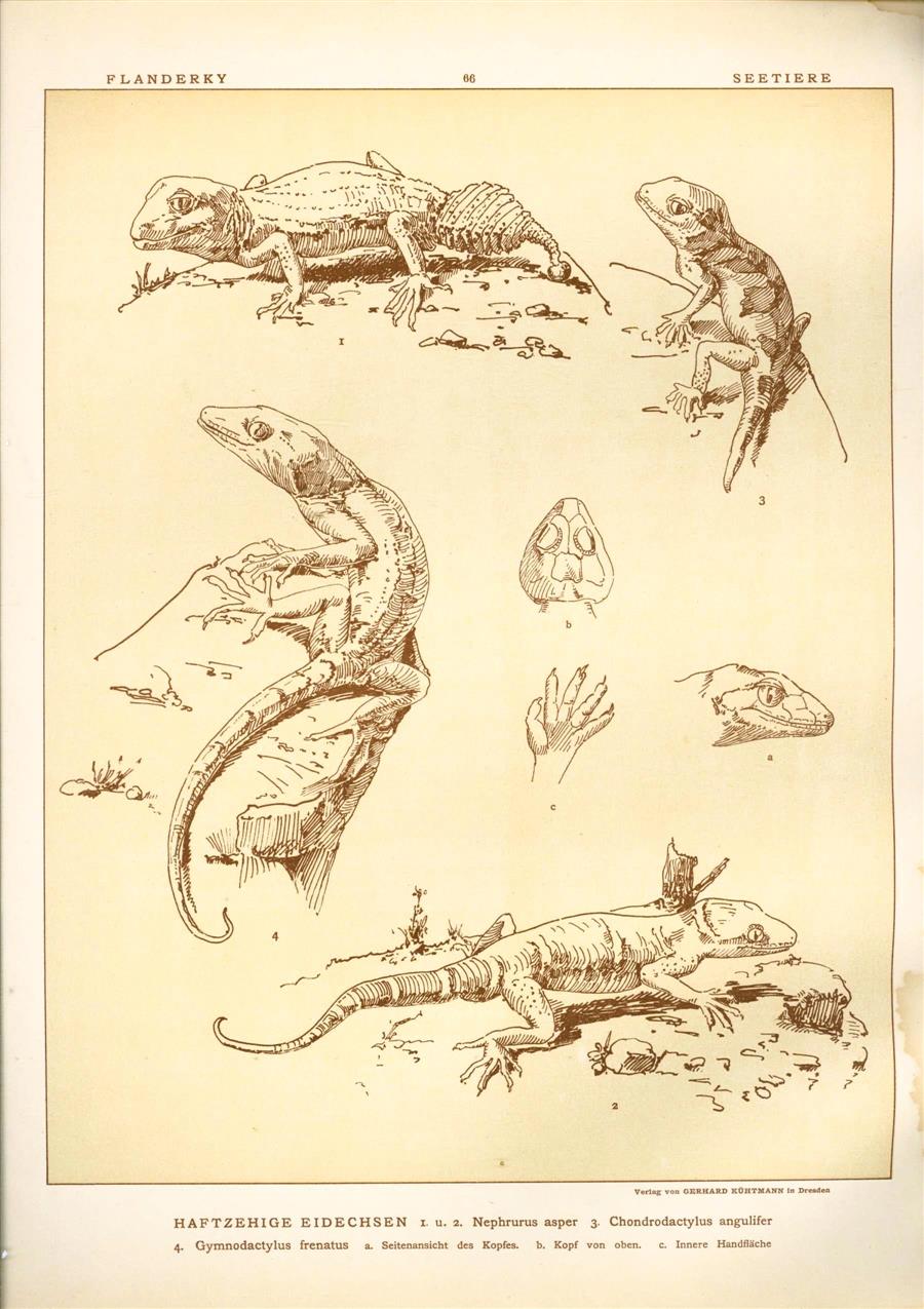 Paul Flanderky 1872-1937. - (DECORATIEVE PRENT,  LITHO - DECORATIVE PRINT, LITHOGRAPH -) # 66 - Lizard - Sticky-toed lizards - Nephurus Asper - Gymnodactylus Frenatus ---  Seetiere -- Naturstudien für Kunst u. Kunstgewerbe