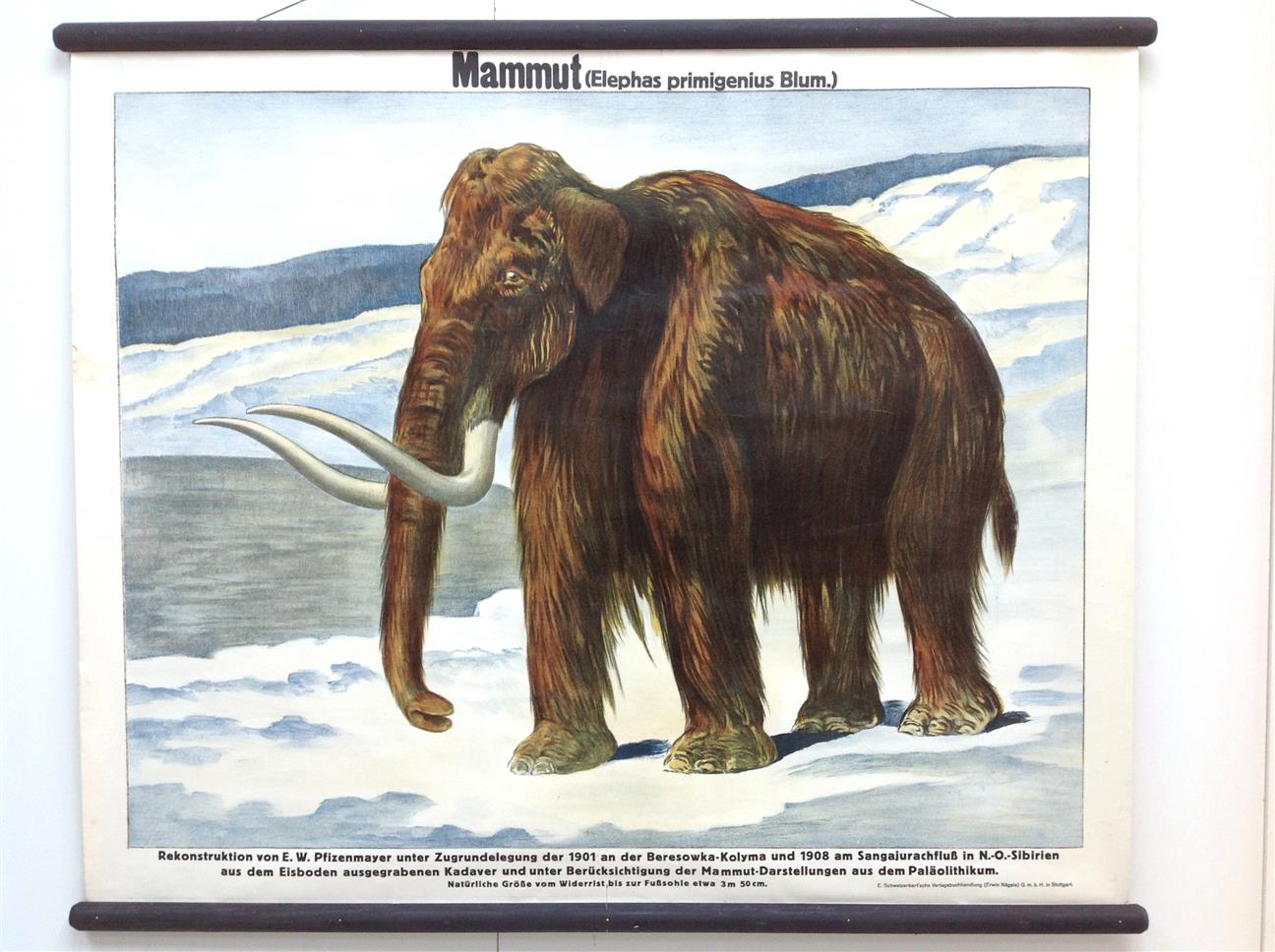 n.n - (SCHOOLPLAAT - SCHOOL POSTER / MAP - LEHRTAFEL) Mammut ( elephas primigenius blum  )