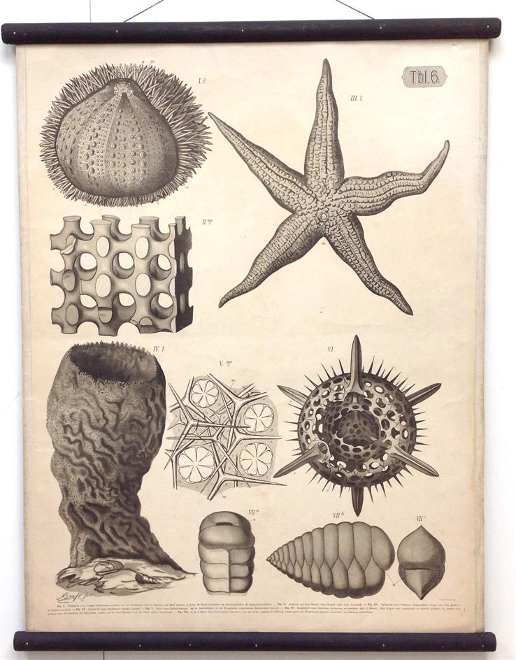 ( Ad. Lehmann, Dr. A. Brass ) Illustrated ( fecit ) Dr A. Brass ) - (SCHOOLPLAAT - SCHOOL POSTER / MAP - LEHRTAFEL) Kalkskelett des Seeigels und Seesternes. Hornskelett des Schwammes -  Limestone skeleton of the sea urchin and starfish. Horn skeleton of the sponge ( Tbl 6 )