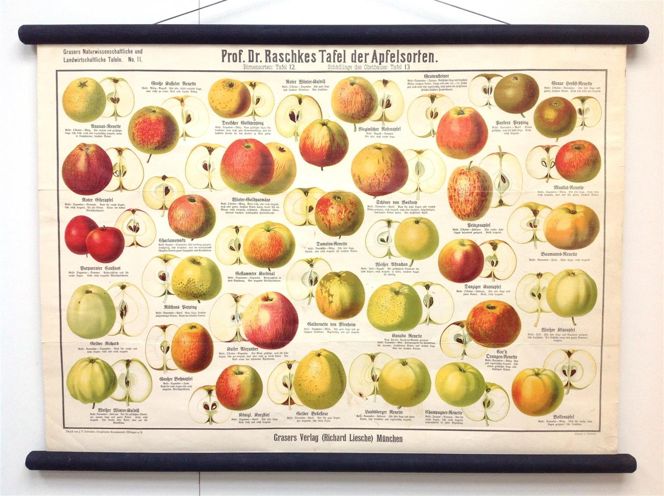 W Raschke - (SCHOOLPLAAT - SCHOOL POSTER / MAP - LEHRTAFEL) Prof Dr Raschkes Tafel der Apfelsorten ---  Grasers Naturwissenschaftliche und Landwirtschaftliche Tafeln No 11 ---